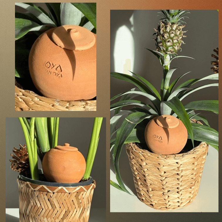 Oya à planter brut Oya à planter brut