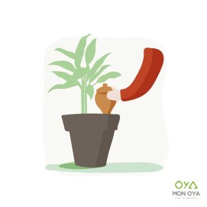 Oya à planter 0,5 L – Le Serein *